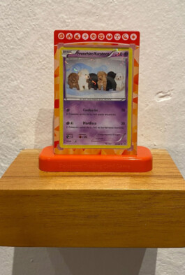 cachorraproyecto.mx