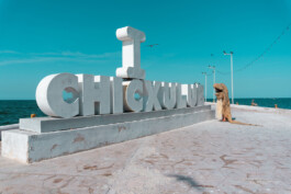 cachorraproyecto.mx