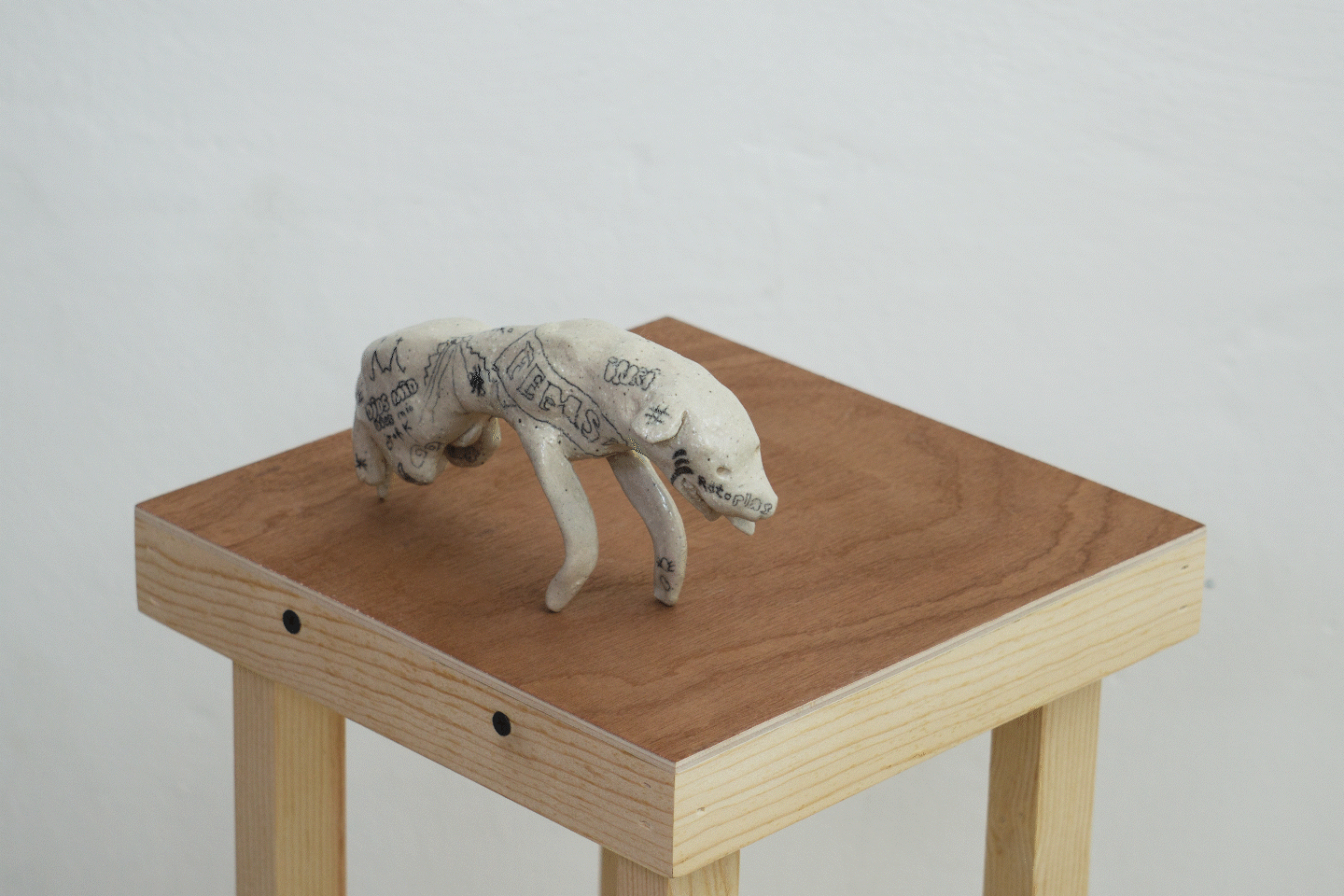 cachorraproyecto.mx