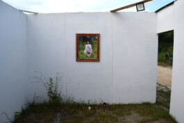 cachorraproyecto.mx