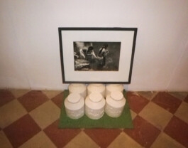 cachorraproyecto.mx